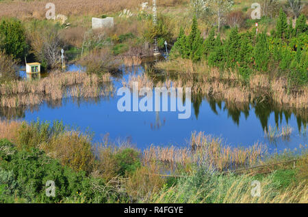 Marjal dels Borrons (Xeresa, Marjal de La Safor), ein kleiner Rest einer einst viel größeren Küsten mediterranen Feuchtgebiet in Valencia im Osten Spaniens Stockfoto