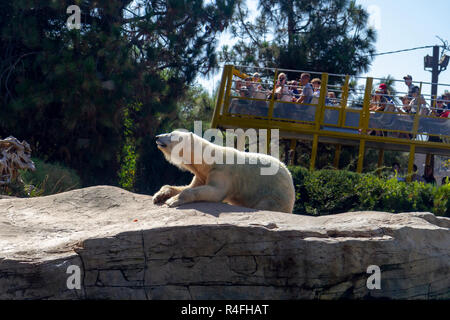 Ein zoo geführte Bustour, die ein Eisbär in seinem Gehäuse, Zoo von San Diego, Kalifornien, USA. Stockfoto