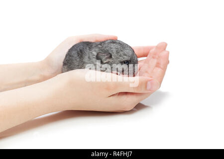 Chinchilla Baby-sitting auf Händen Stockfoto