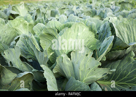 Landwirtschaftliches Feld mit Kohl Stockfoto