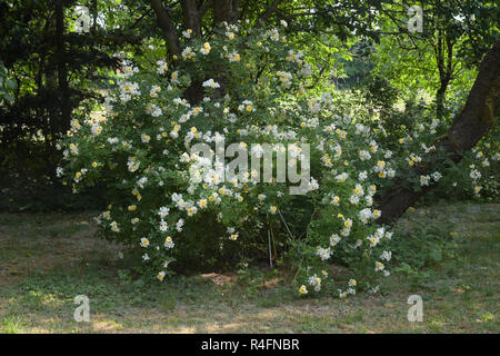 Rose Strauch christine Helene mit kleinen gelben und weißen Blüten auf langen rispen, blühen mehrmals im Laufe des Sommers in der Natur Garten oder Stockfoto