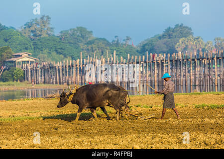 U-BEIN BRÜCKE, MYANMAR - November 28, 2016: Pflüger an U Bein See Taungthaman Bridge Amarapura Mandalay, Myanmar (Birma) Stockfoto