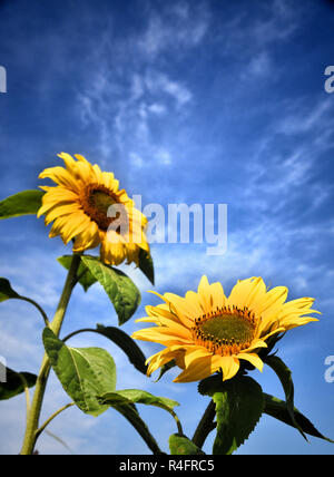 Wilde gelbe Sonnenblumen in den Wind geblasen. Stockfoto