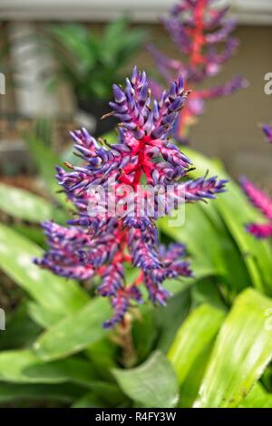 Lila Rosa und Blaue Blume Stiele der Aechmea Blue Tango cultivar bromeliaceae oder bromelie in Töpfen. Stockfoto