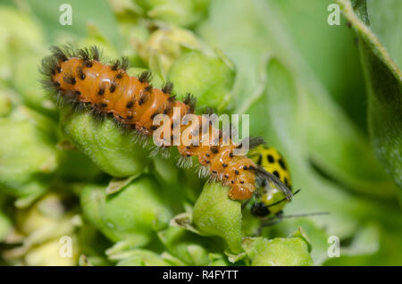 Unerwartete Cycnia, Cycnia collaris, Larve auf grünem Milchkraut, Asclepias viridis Stockfoto