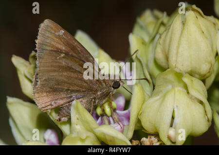 Confuse Cloudywing, Cecropterus confusis, männlich auf grünem Milkweed, Asclepias viridis Stockfoto