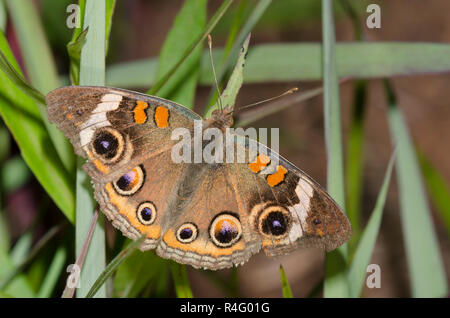 Gemeinsame Roßkastanie, Junonia coenia, Verblasst und abgenutzt Stockfoto