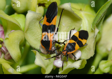 Große Milkweed Bugs, Oncopeltus fasciatus, auf Green Seidenpflanze, Asclepias viridis Stockfoto