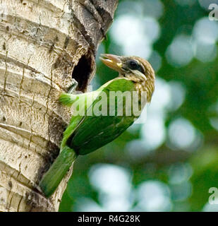 Grünes Holz pecker am Baum Stockfoto