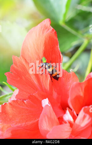 Insekt auf rote Blume im Garten/Insekt gelb schwarz Beetle Bug Essen der Anlage auf Natur baxkground Stockfoto