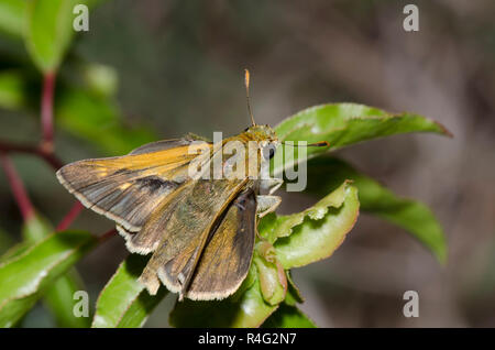 Tawny-umrandete Skipper, Polites Themistokles, männlich Stockfoto