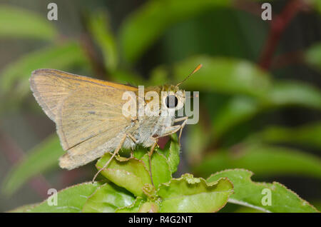 Tawny-umrandete Skipper, Polites Themistokles, männlich Stockfoto