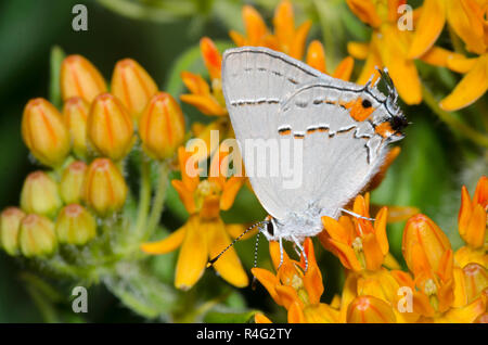 Grau Hairstreak, Strymon melinus, auf orange Seidenpflanze, Asclepias tuberosa Stockfoto