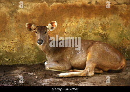 Reh ruht auf Feld Stockfoto