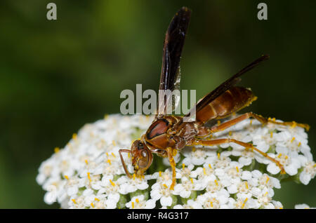 Paper Wasp, Feldwespe sp., auf Schafgarbe Achillea millefolium Stockfoto