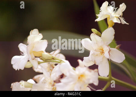 Oleander Baum Stockfoto