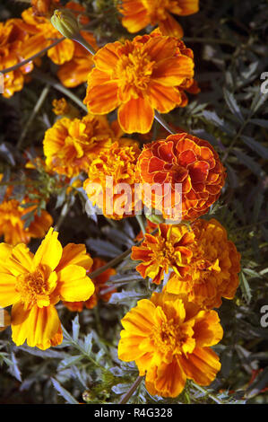 Ringelblume Baum Stockfoto