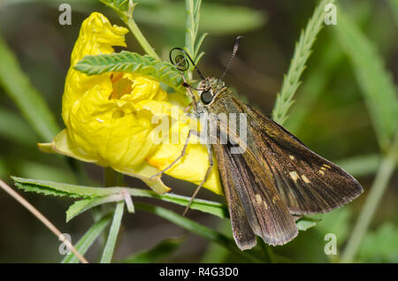 Little Glassywing, Vernia verna, weiblich auf gezahnter Nachtkerze, Calylophus serrulatus Stockfoto