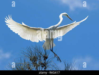 Große und spektakuläre Australische plumed/intermediate Reiher Ardea intermedia im Flug mit Flügeln gegen den blauen Himmel ausgestreckten Stockfoto