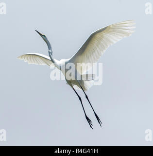 Große und spektakuläre Australische plumed/intermediate Reiher Ardea intermedia im Flug mit ausgestreckten Flügeln gegen den Himmel Stockfoto