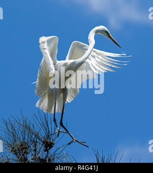 Große und spektakuläre Australische plumed/intermediate Reiher Ardea intermedia im Flug mit Flügeln gegen den blauen Himmel ausgestreckten Stockfoto