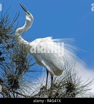 Große und spektakuläre Australische plumed/intermediate Reiher Ardea intermedia in reich verzierten Zucht Gefieder in Baum gegen den blauen Himmel Stockfoto