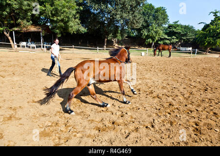 Weibliche Rider Züge das Pferd im reitkurs Stockfoto