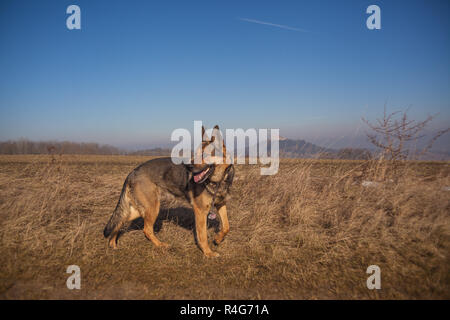 Deutscher Schäferhund Stockfoto