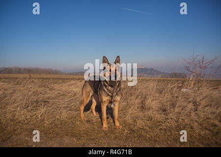 Deutscher Schäferhund Stockfoto