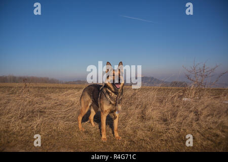 Deutscher Schäferhund Stockfoto