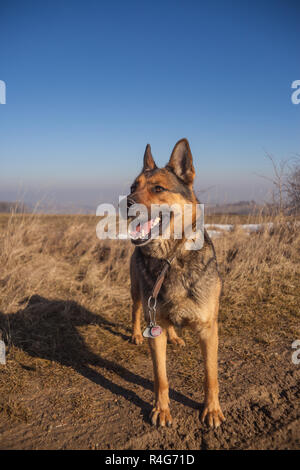 Deutscher Schäferhund Stockfoto