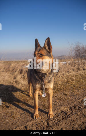 Deutscher Schäferhund Stockfoto