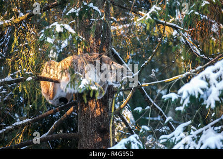 Lynx auf einem Ast in einem Winter Forest Stockfoto