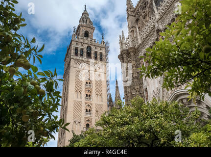 Blick auf den Glockenturm Giralda, vom Innenhof aus gesehen, die Kathedrale von Sevilla, ein UNESCO-Weltkulturerbe, Sevilla, Andalusien, Spanien Stockfoto