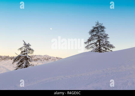 Zwei Tanne allein im Winter Landschaft Stockfoto