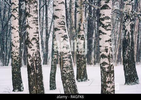 Birke Wald im Winter Stockfoto