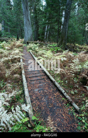 Abschnitt von Boardwalk trail auf der oberen Priester River Trail, Idaho. Stockfoto