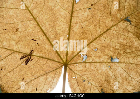 Devils Club Blatt, Selkirk Mountains, Idaho. Stockfoto