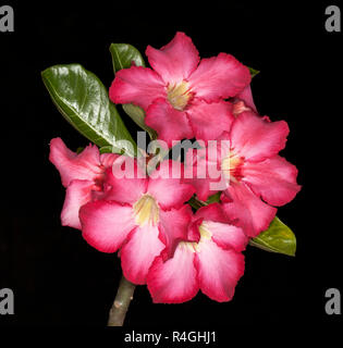 Cluster von atemberaubenden leuchtend rosa bis roten Blüten und grün glänzenden Blättern von Adenium obesum, afrikanische Wüstenrose vor schwarzem Hintergrund Stockfoto