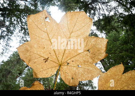 Devils Club Blatt, Selkirk Mountains, Idaho. Stockfoto