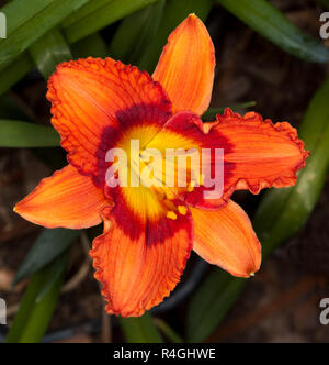 Spektakuläre vivid orange daylily Blume, Hemerocallis, mit Ring der tiefen Rot um gelbe Kehle, gegen den Hintergrund der dunkelgrünen Blätter Stockfoto