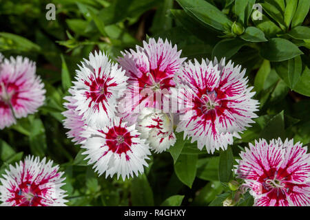 Cluster der schönen roten und weißen dianthus Blumen mit gezackten Kanten zu Blütenblätter gegen den Hintergrund der smaragdgrünen Blättern Stockfoto