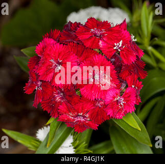 Atemberaubende Cluster von lebendigen tief rot duftenden Blumen von mehrjährigen Dianthus gegen den Hintergrund der grünen Laub Stockfoto