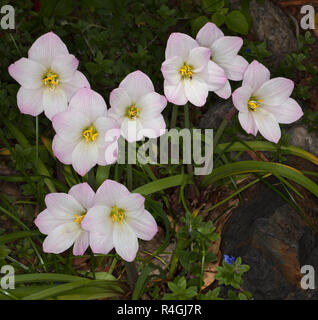 Cluster der schönen rosa und weißen Blumen und grüne Blätter von Habranthus robustus, regen Lily Stockfoto