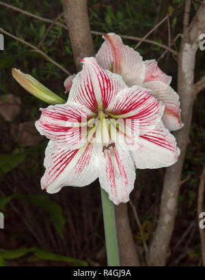 Atemberaubend großen rot-weiß gestreiften Blüten von hippeastrum gegen den dunklen Hintergrund Stockfoto