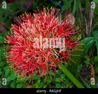 Große Kugelsternhaufen der leuchtend rote Blüten von Scadoxus oder Multiflorus syn. Haemanthus, Blut Lily, auf dem Hintergrund des grünen Laub Stockfoto