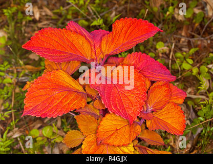 Cluster der ungewöhnlichen blendend hell rot/orange Blätter von coleus, Solenostemon 'Lagerfeuer', gegen den Hintergrund der kleine grüne Blätter von anderen Pflanzen Stockfoto