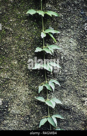 Kriechgangpflanze auf Baumstamm mit Moos, Baneshwar, Pune, Maharashtra, Indien, Asien Stockfoto