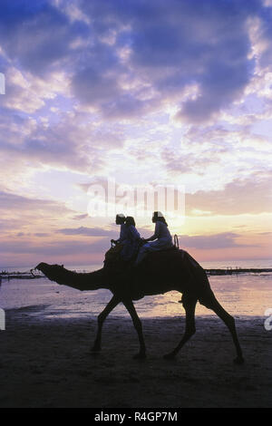 Kamelritt bei Sonnenuntergang am Strand, Juhu, Mumbai, Indien, Asien Stockfoto