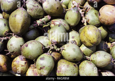 Kokosnüsse, Mumbai, Indien, Asien Stockfoto